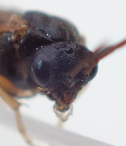 Réf. 181 795 : Pristiphora appendiculata